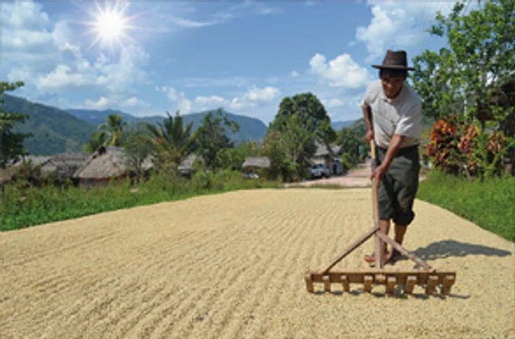 Secado del café al sol en la finca