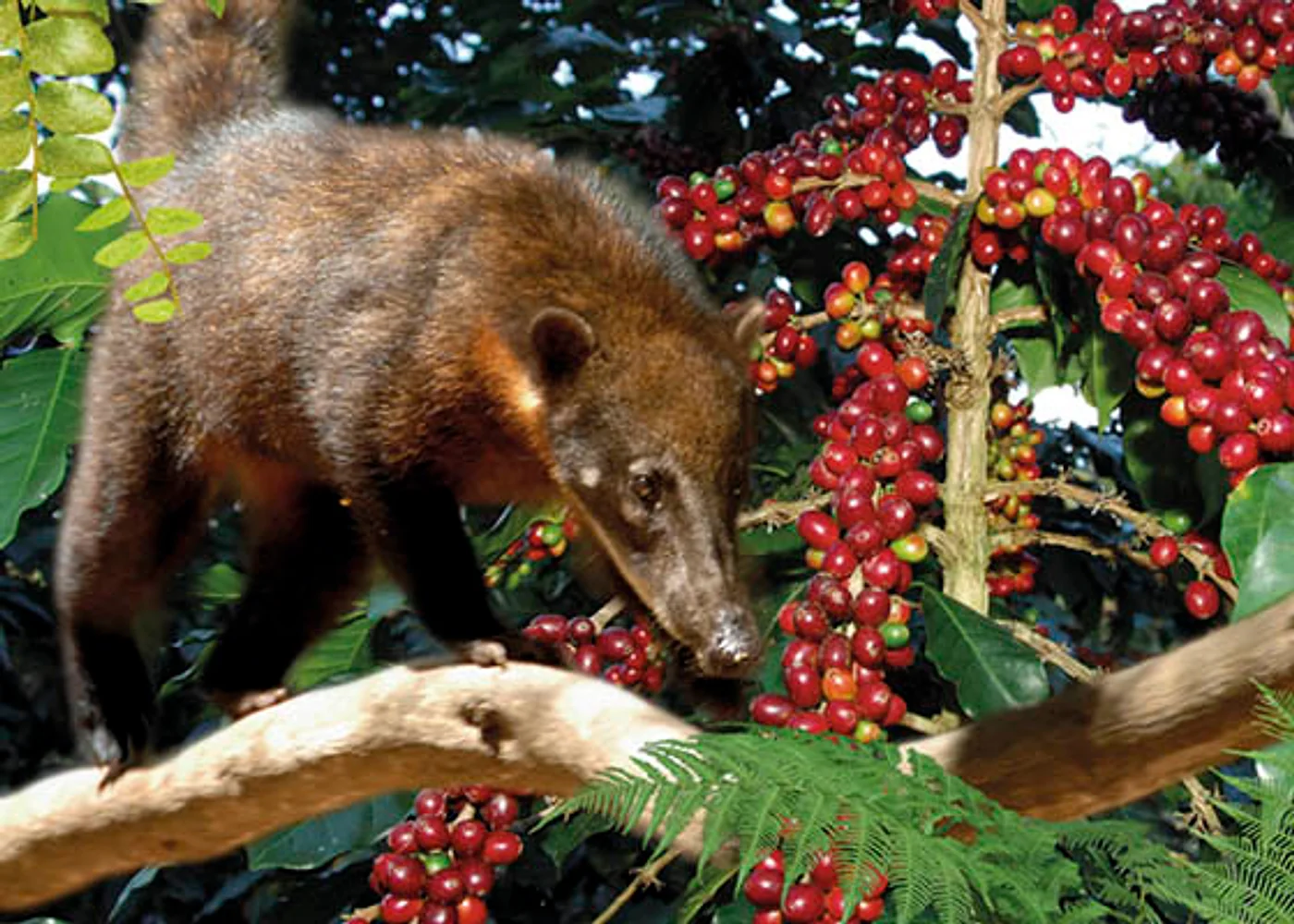 El coatí entre los cafetos